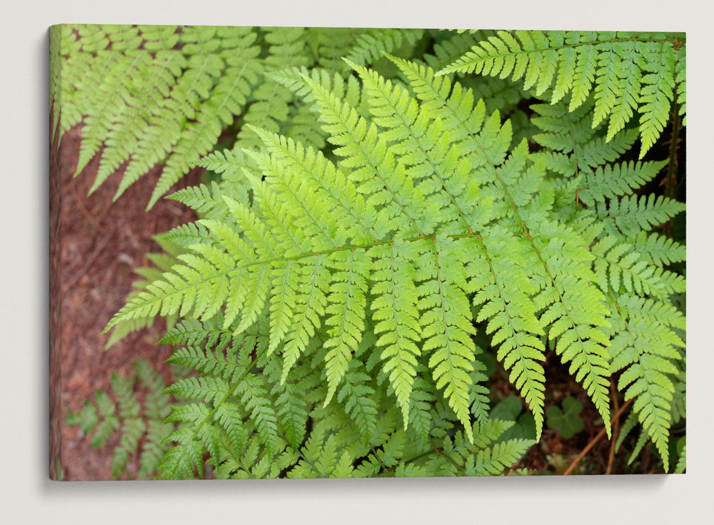 Spreading wood fern, Prairie Creek Redwoods State Park, California, USA