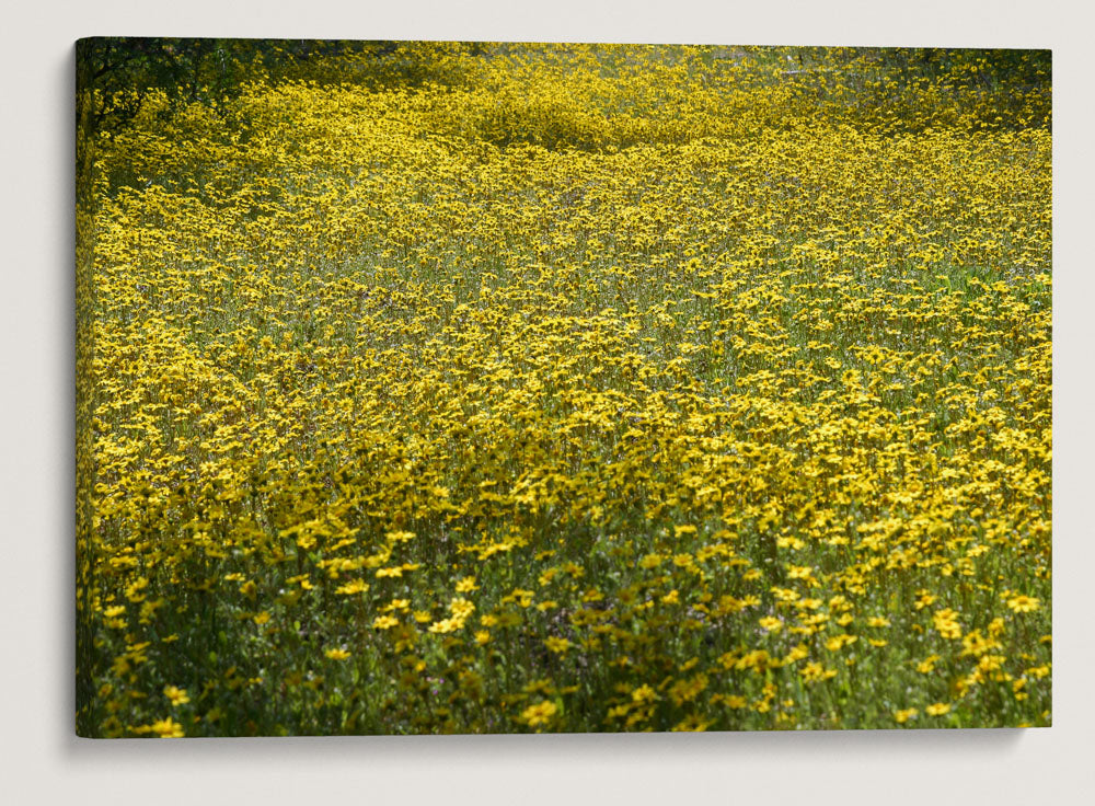 Spring Gold, Eastern Oregon, USA