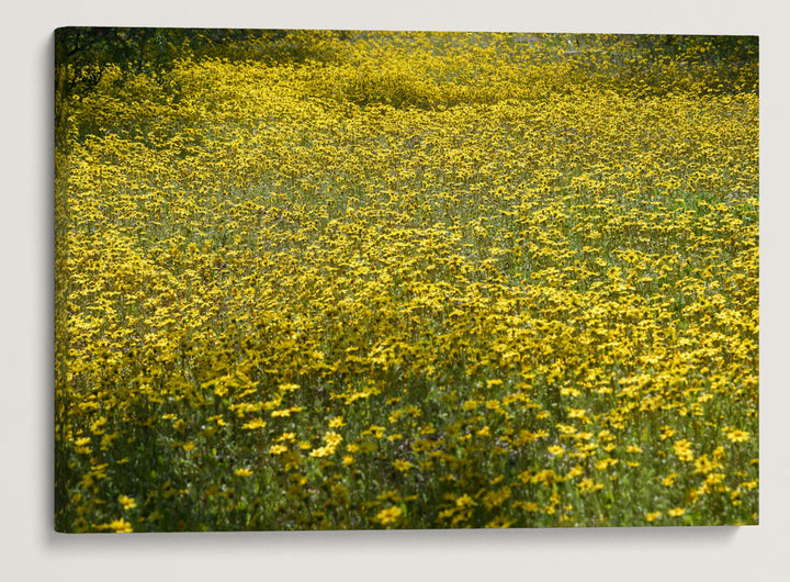 Spring Gold, Eastern Oregon, USA