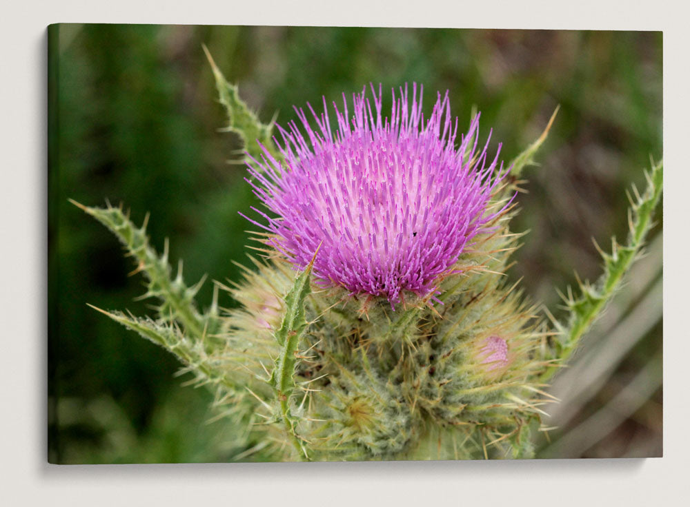 Steens Mountain Thistle, Steens Mountain, Oregon, USA