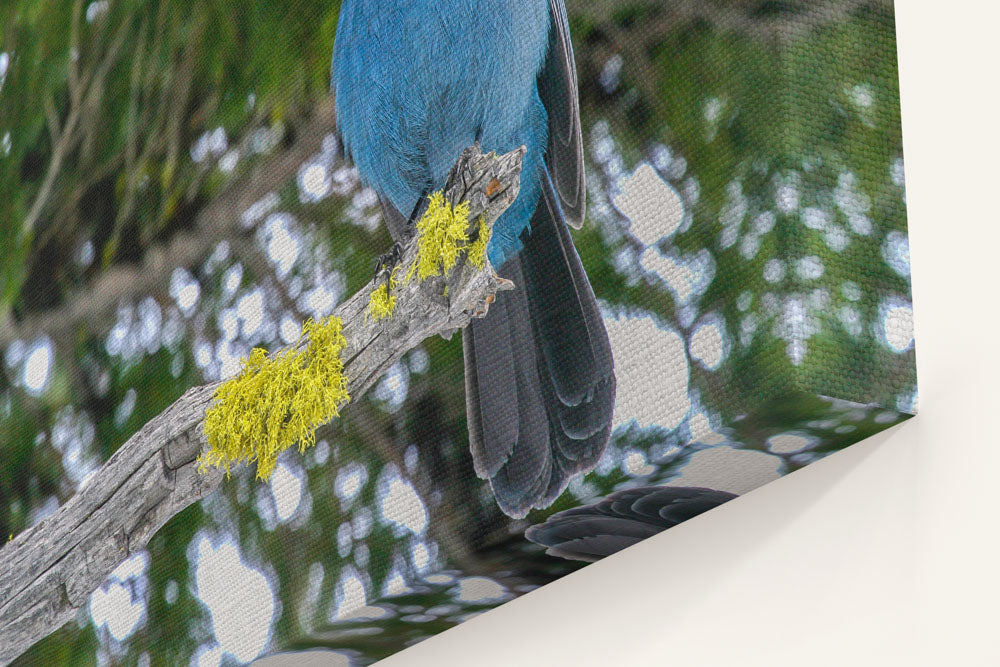 Steller's Jay, Crater Lake National Park, Oregon, USA