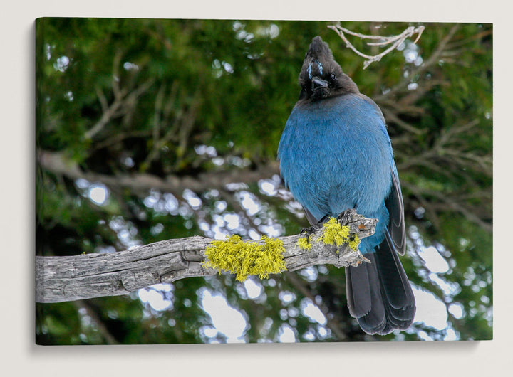 Steller's Jay, Crater Lake National Park, Oregon, USA