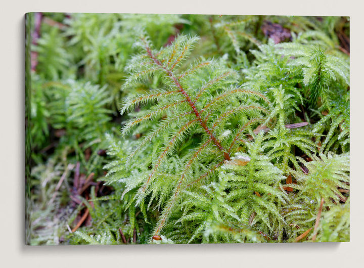 Oregon Beaked Moss, Lookout Creek Old-Growth Trail, H.J. Andrews Forest, Oregon