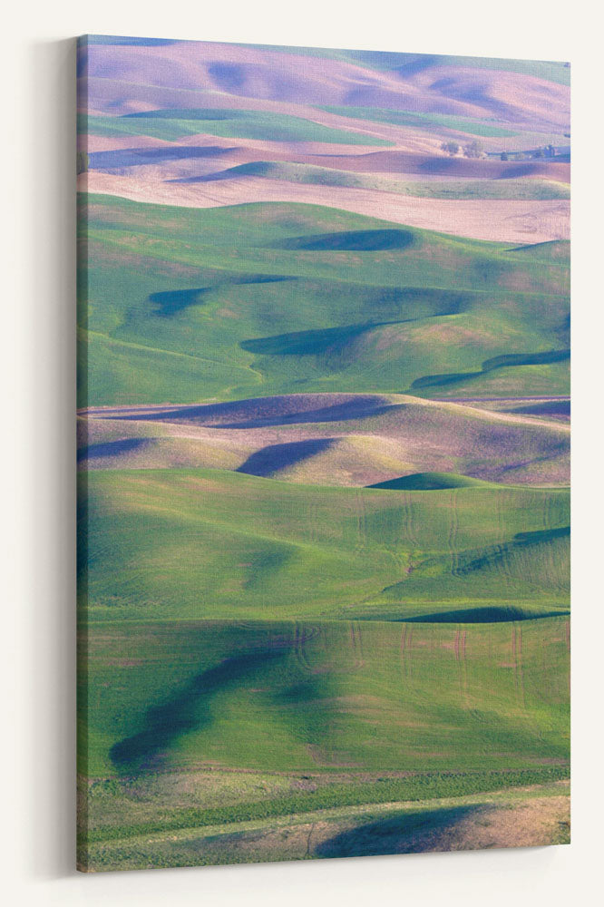 Palouse Hills, Steptoe Butte State Park, Washington