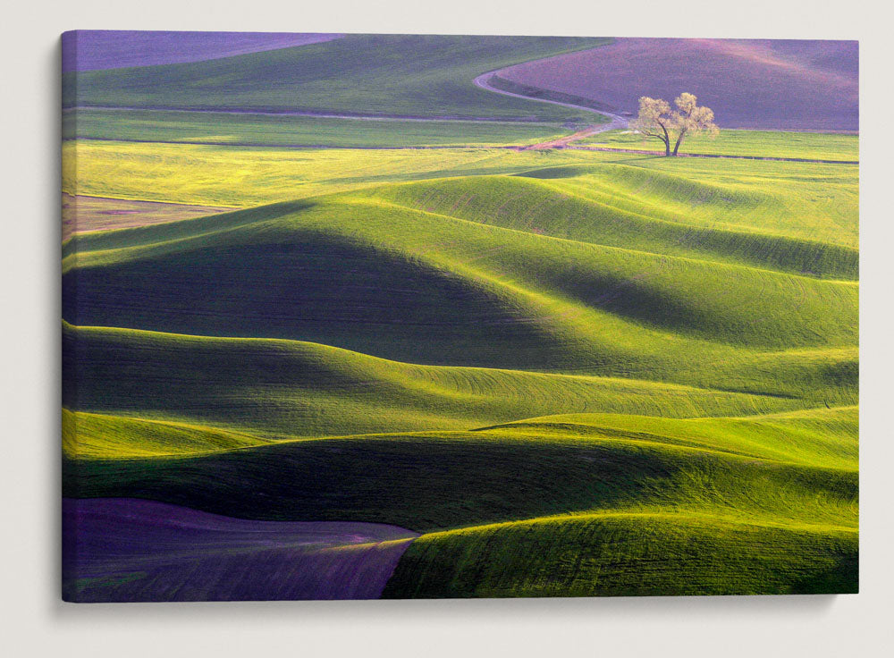 Palouse Hills, Steptoe Butte State Park, Washington