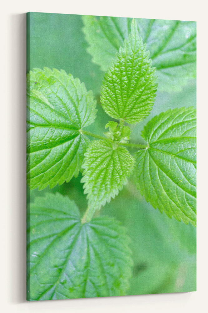 Stinging Nettle Closeup, Dorris Ranch, Springfield, Oregon