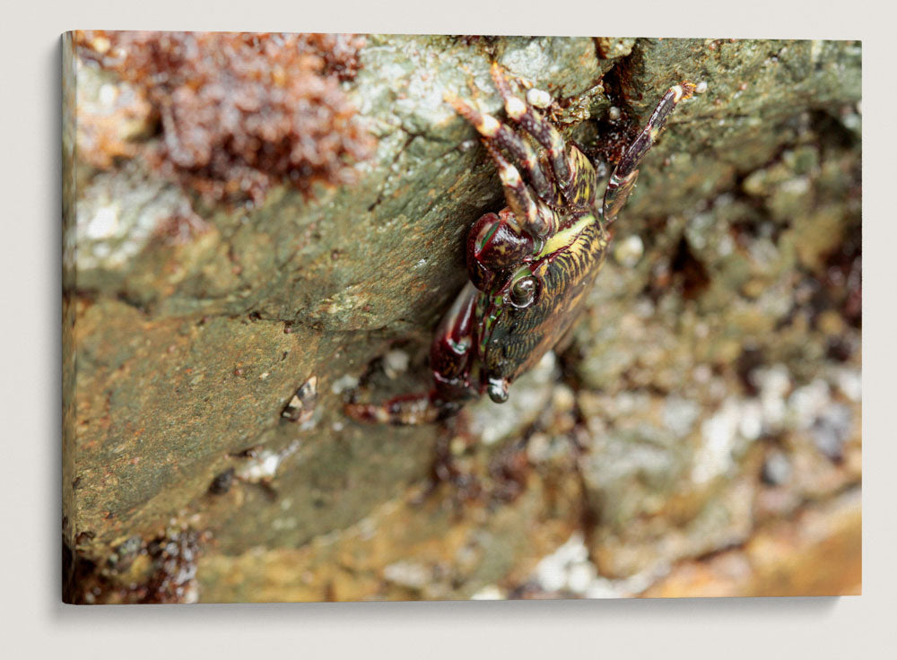 Striped Shore Crab, Martin Creek Beach Intertidal Area, Trinidad, California, USA