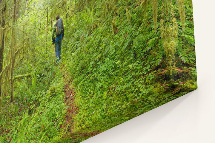 Old-Growth Forest, Reference Stand 2, H.J. Andrews Forest, Oregon