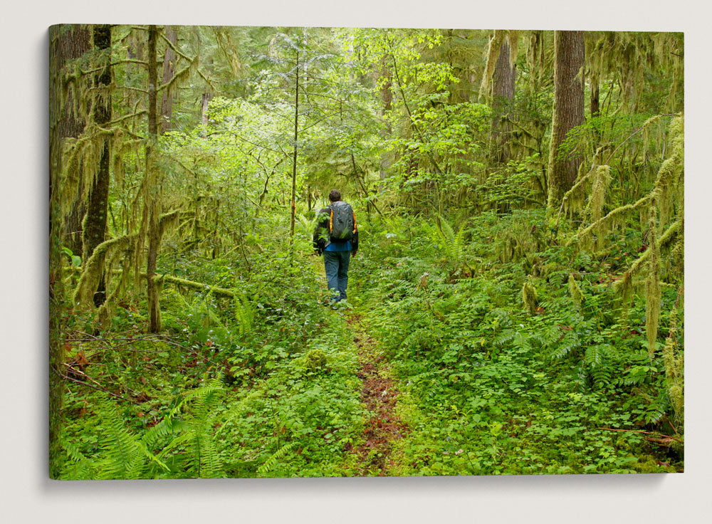 Old-Growth Forest, Reference Stand 2, H.J. Andrews Forest, Oregon