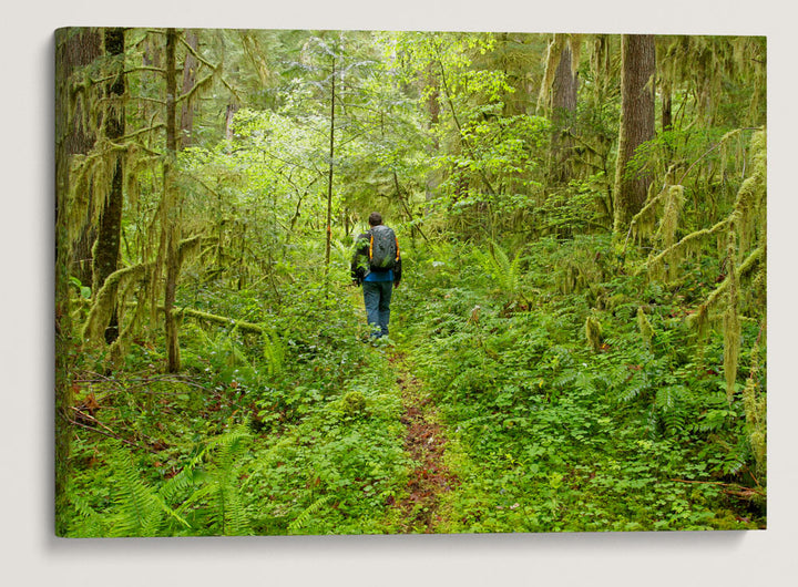 Old-Growth Forest, Reference Stand 2, H.J. Andrews Forest, Oregon