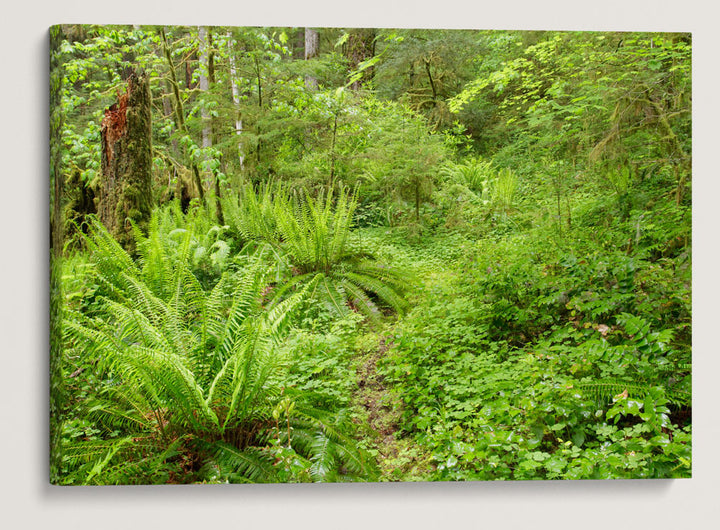 Old-Growth Forest, Reference Stand 2, H.J. Andrews Forest, Oregon