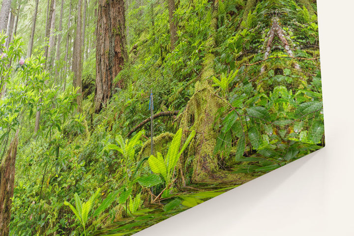 Old-Growth Forest, Reference Stand 2, H.J. Andrews Forest, Oregon