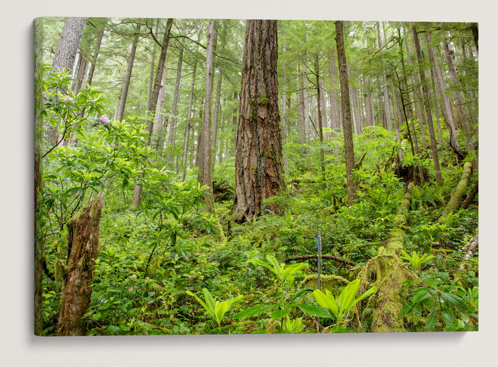 Old-Growth Forest, Reference Stand 2, H.J. Andrews Forest, Oregon