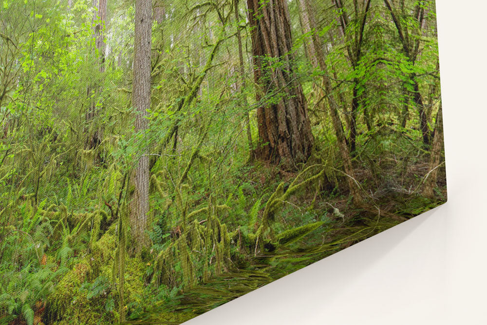 Old-Growth Forest, Reference Stand 2, H.J. Andrews Forest, Oregon