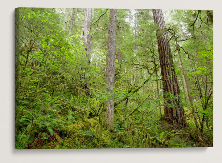 Old-Growth Forest, Reference Stand 2, H.J. Andrews Forest, Oregon