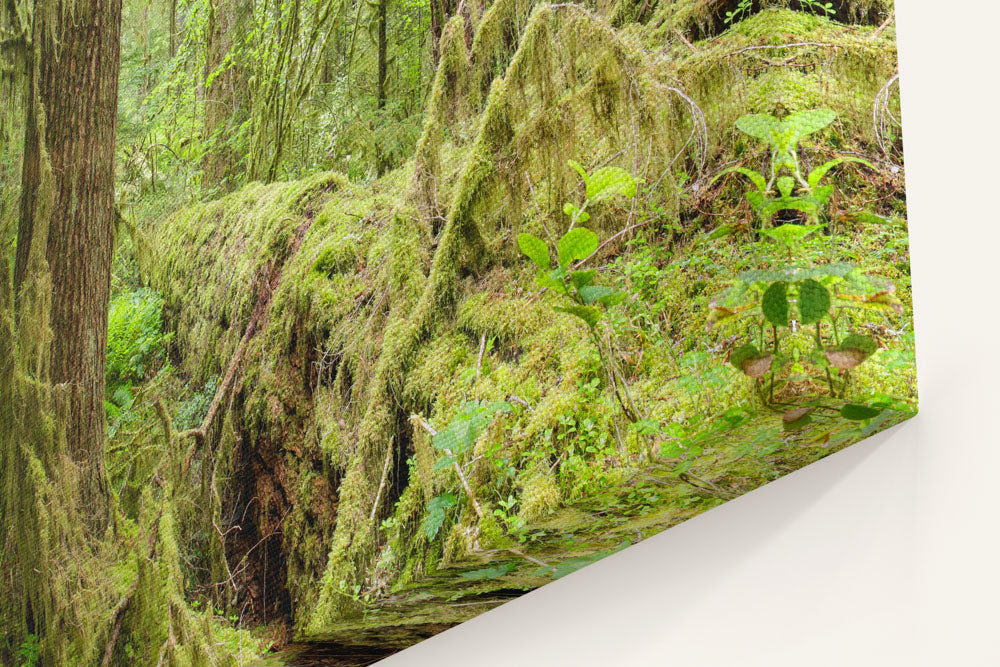 Old-Growth Forest, Reference stand 2, HJ Andrews Experimental Forest, Oregon