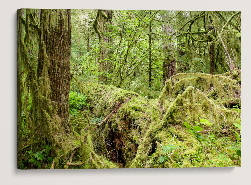 Old-Growth Forest, Reference stand 2, HJ Andrews Experimental Forest, Oregon