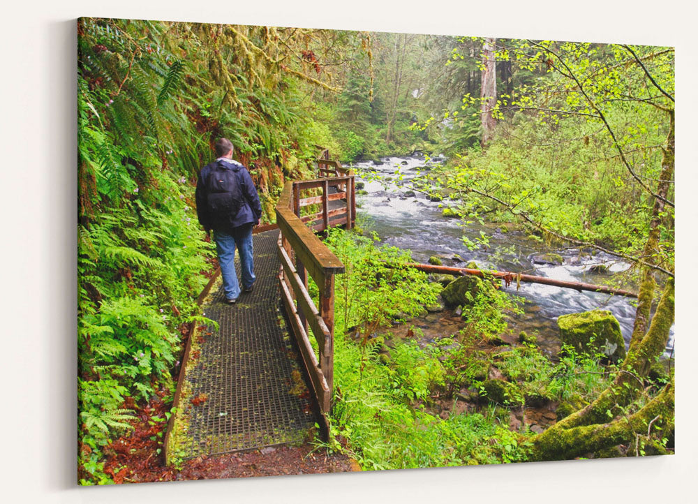 Sweet Creek Trail and Hiker, Oregon Coast Range, Oregon