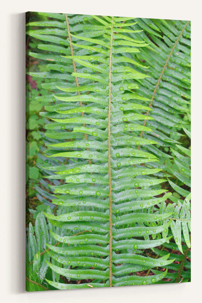 Sword Fern Closeup, Delta Creek Old-Growth Trail, Willamette National Forest, Oregon