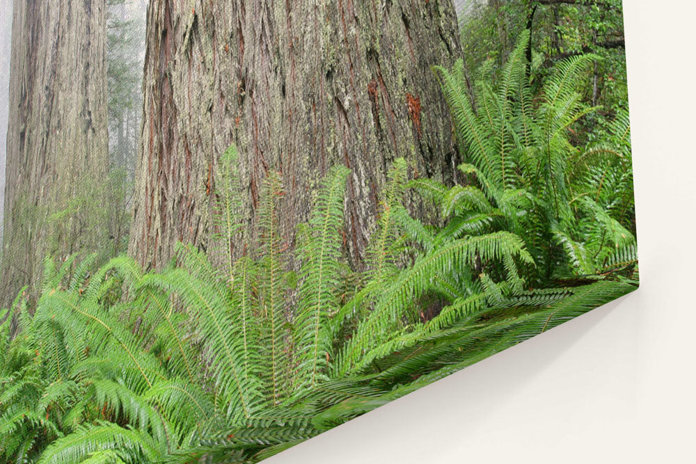 Sword fern and Coastal redwood forest, Redwood National Park, California