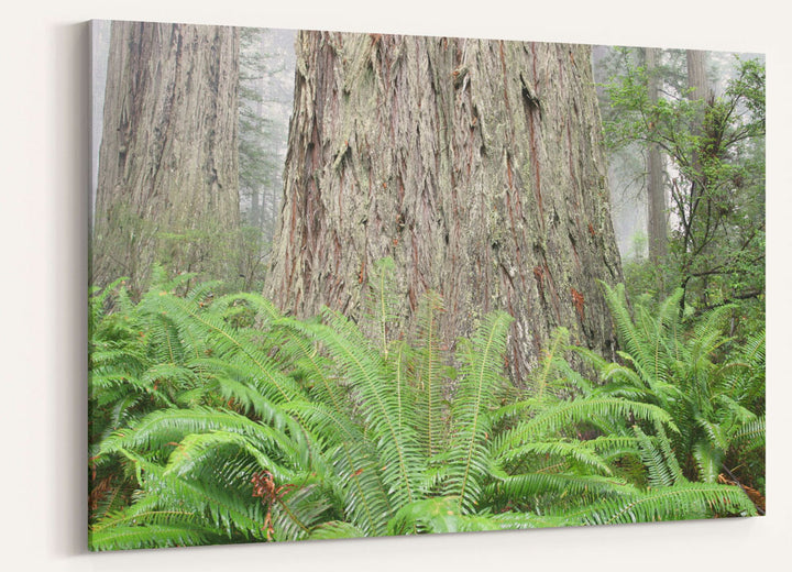 Sword fern and Coastal redwood forest, Redwood National Park, California