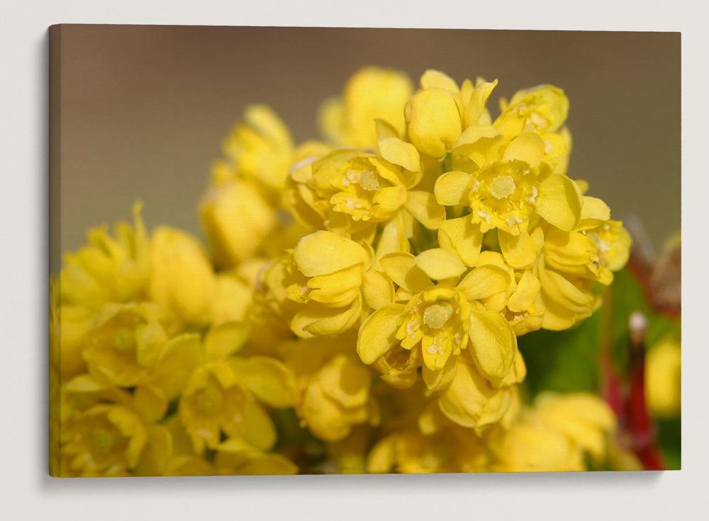 Tall Oregon-Grape, Newman Lake, Washington, USA