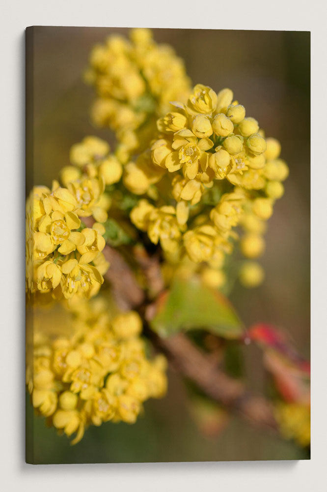 Yellow Flowering Oregon Grape, Newman Lake, Washington, USA
