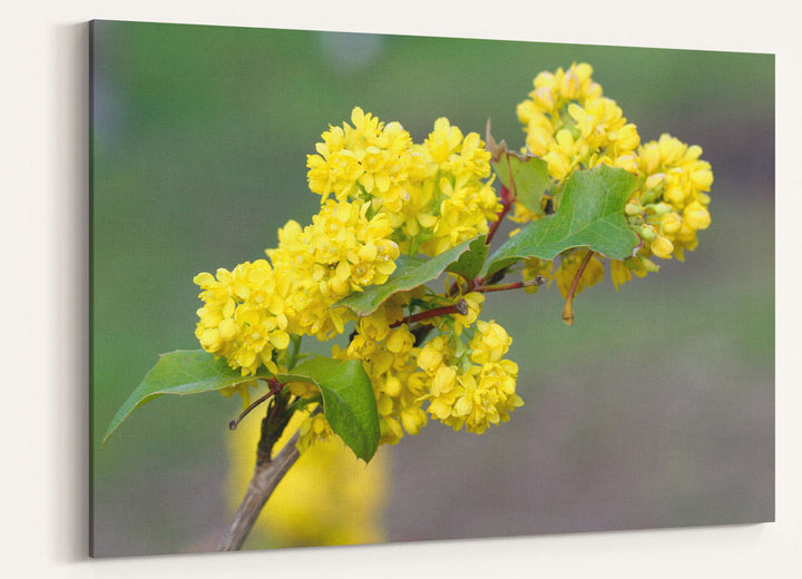 Yellow-flowering Tall oregon-grape, Newman Lake, Washington