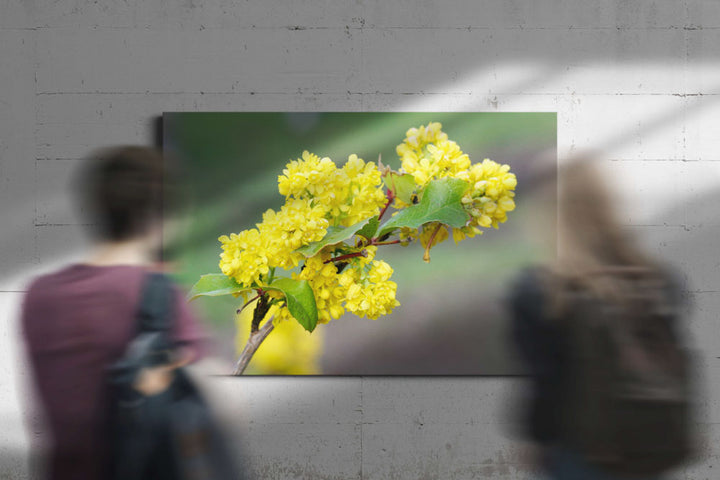 Yellow-flowering Tall oregon-grape, Newman Lake, Washington