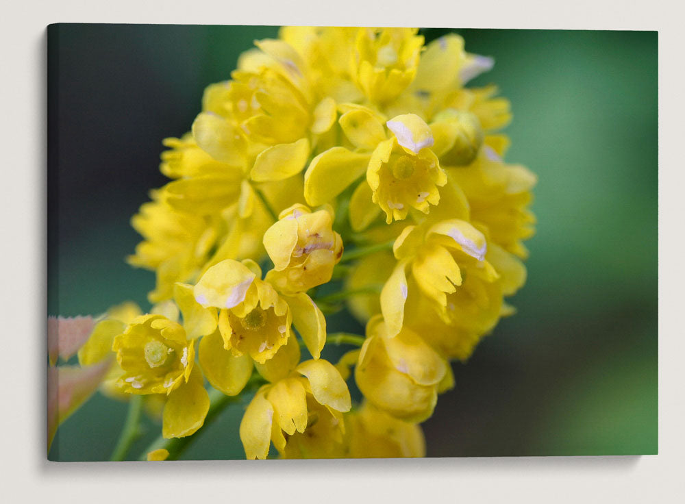 Tall Oregon-Grape, Newman Lake, Washington, USA