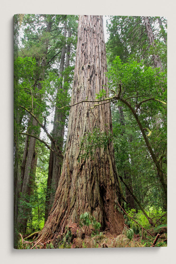 Tanoak and Coastal Redwood, Prairie Creek Redwoods State Park, California, USA