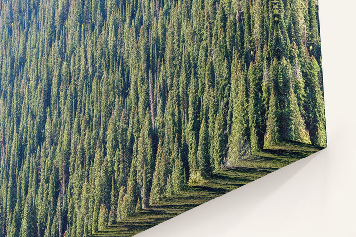 Forest Canopy, Targhee National Forest, Wyoming, USA