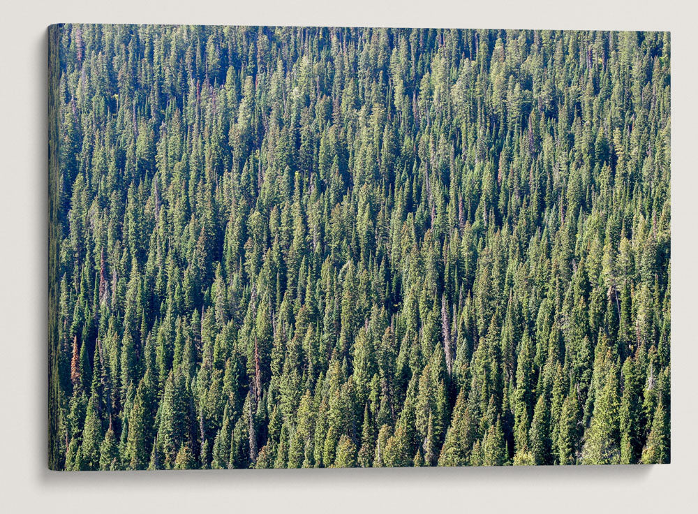 Forest Canopy, Targhee National Forest, Wyoming, USA