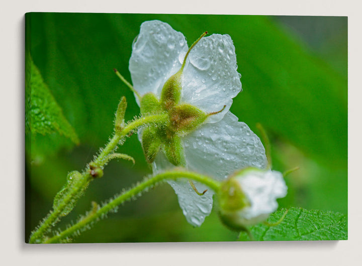 Thimbleberry, Prairie Creek Redwoods State Park, California, USA