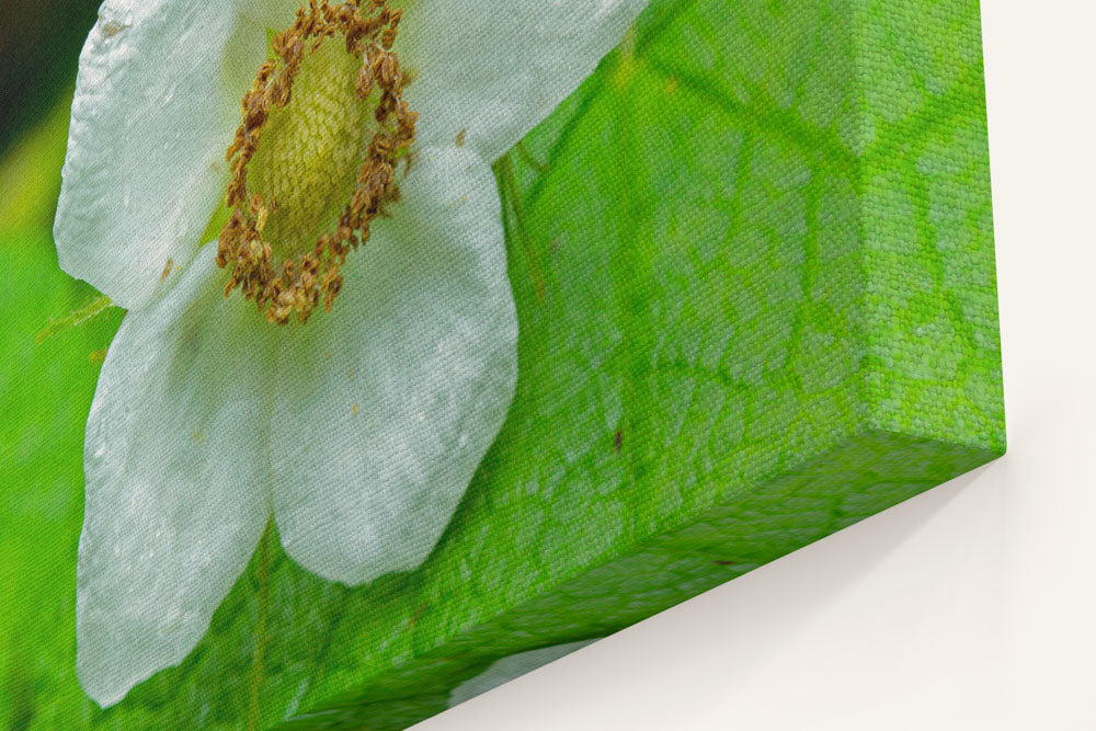 Thimbleberry, Prairie Creek Redwoods State Park, California, USA