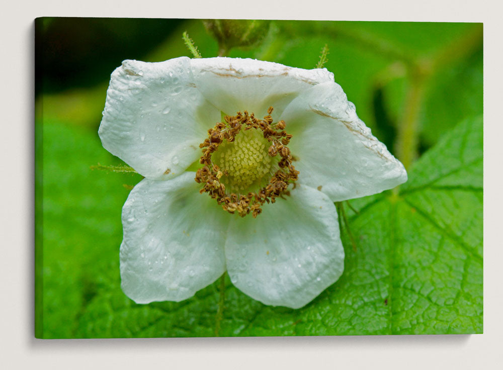 Thimbleberry, Prairie Creek Redwoods State Park, California, USA