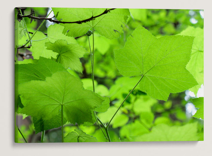 Thimbleberry, Ah-Pah Interpretive Trail, Prairie Creek Redwoods State Park, California, USA