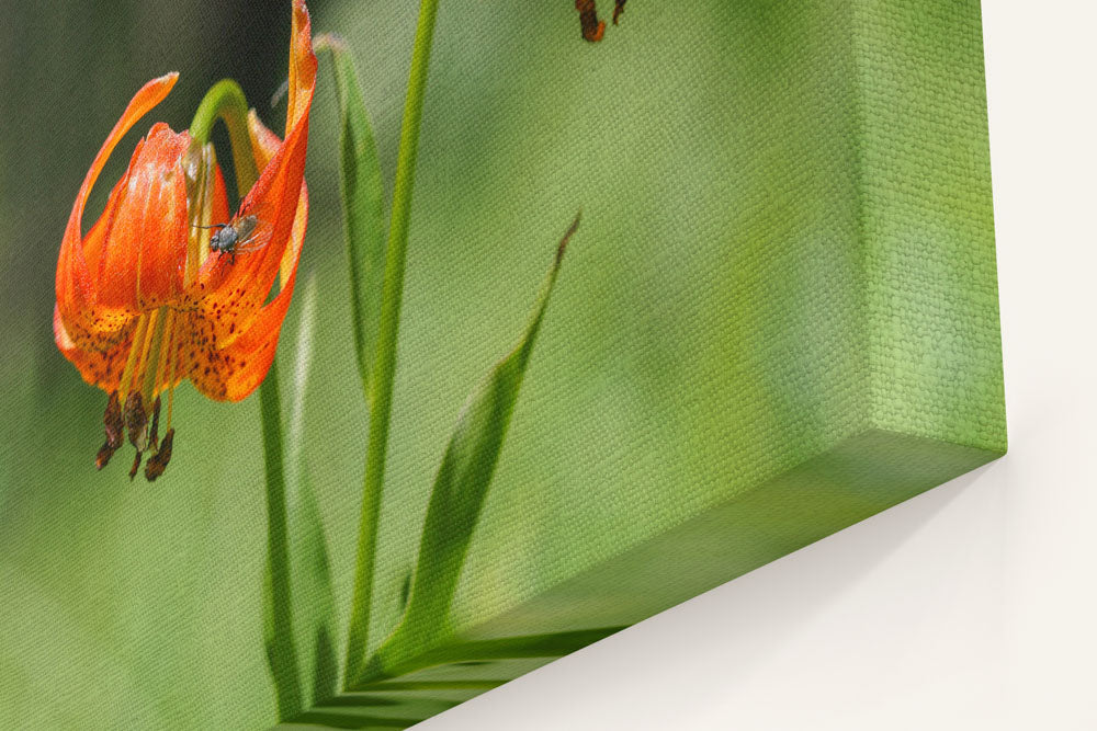 Tiger Lily, Lassen Volcanic National Park, California, USA