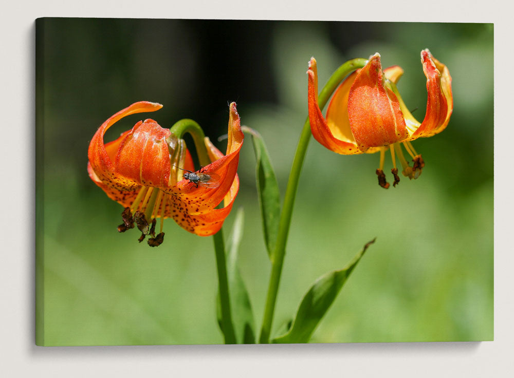 Tiger Lily, Lassen Volcanic National Park, California, USA