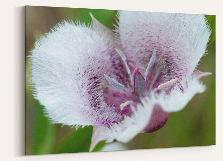 Tolmie star-tulip, Pigeon Butte, William L. Finley National Wildlife Refuge, Oregon