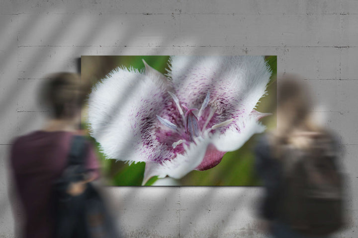 Tolmie star-tulip, Pigeon Butte, William L. Finley National Wildlife Refuge, Oregon