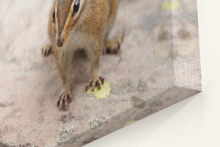 Townsend's chipmunk, Carpenter Mountain, Willamette National Forest, Oregon