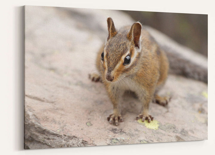 Townsend's chipmunk, Carpenter Mountain, Willamette National Forest, Oregon