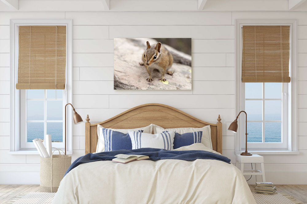 Townsend's chipmunk, Carpenter Mountain, Willamette National Forest, Oregon