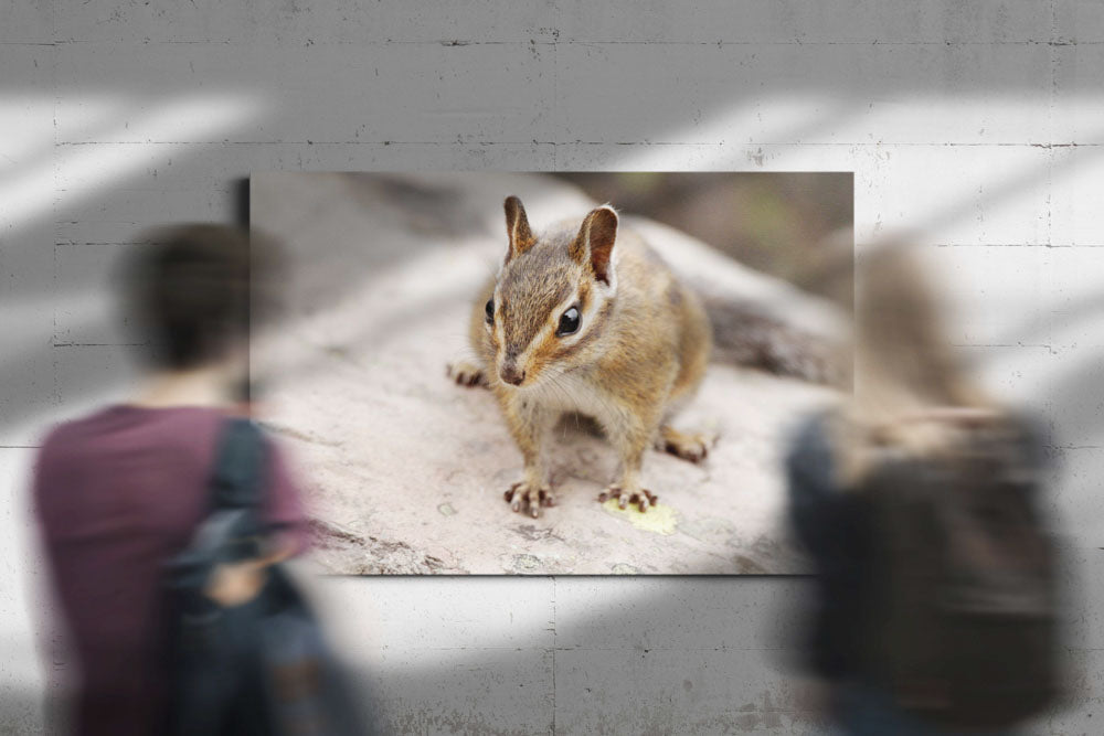 Townsend's chipmunk, Carpenter Mountain, Willamette National Forest, Oregon