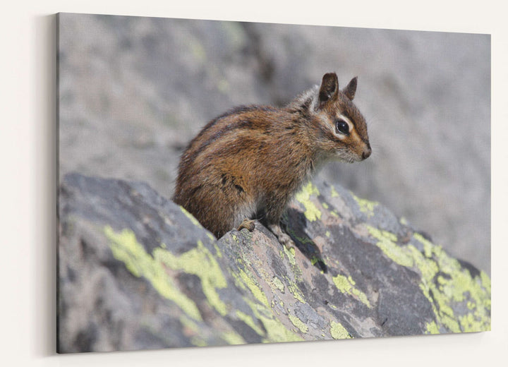 Townsend's Chipmunk, Carpenter Mountain, Willamette National Forest, Oregon