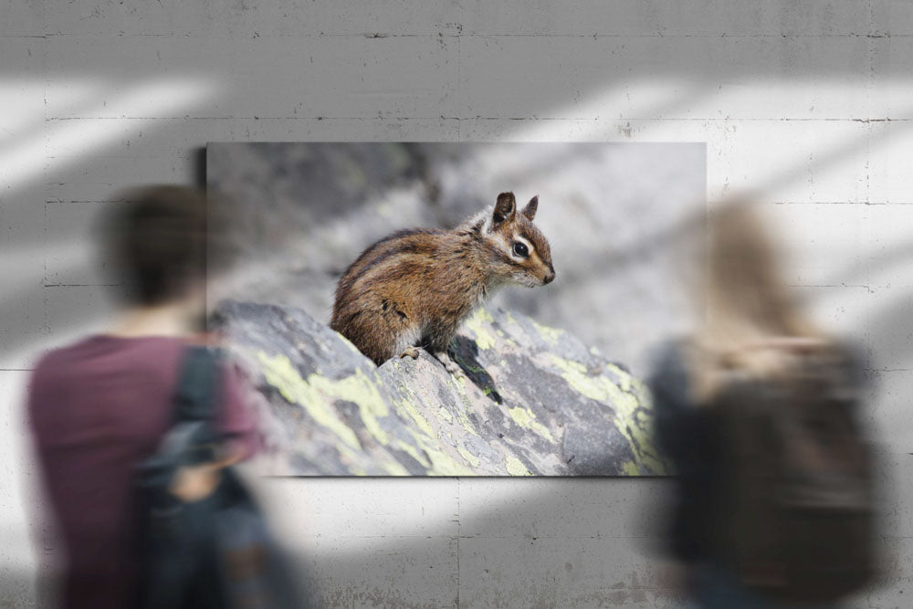 Townsend's Chipmunk, Carpenter Mountain, Willamette National Forest, Oregon