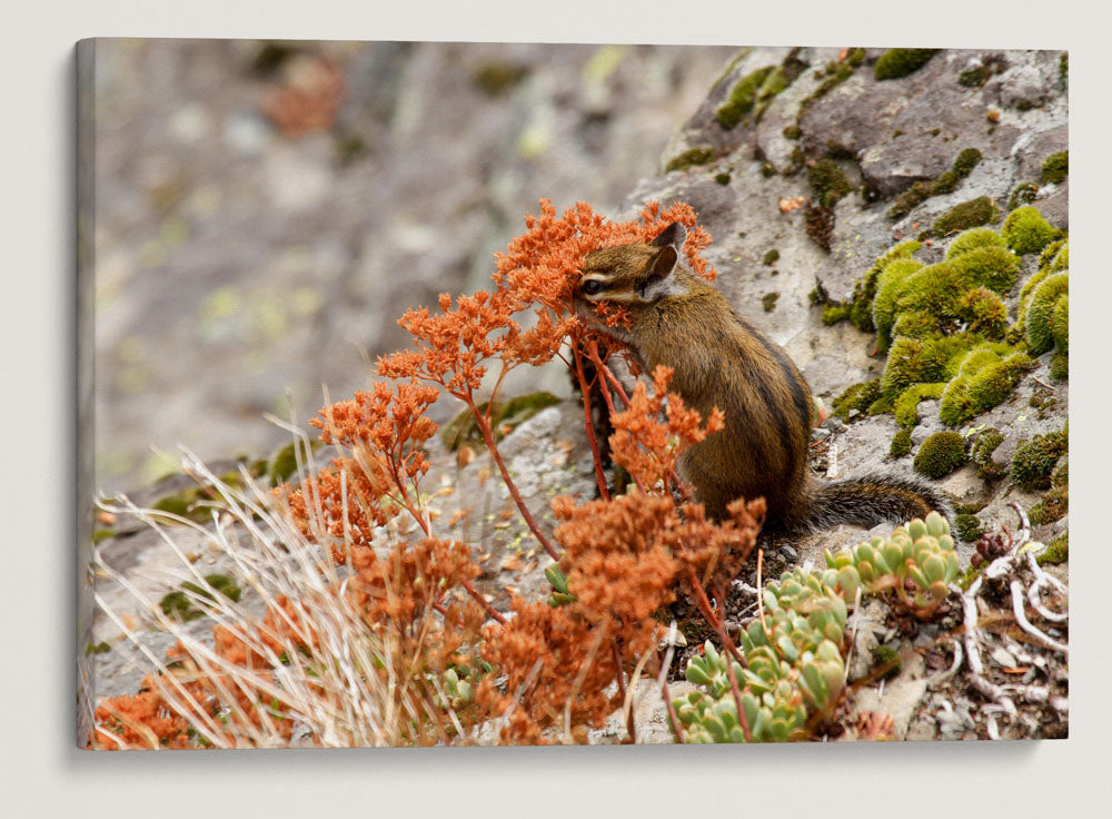 Townsend's Chipmunk, Carpenter Mountain, HJ Andrews Forest, Oregon, USA