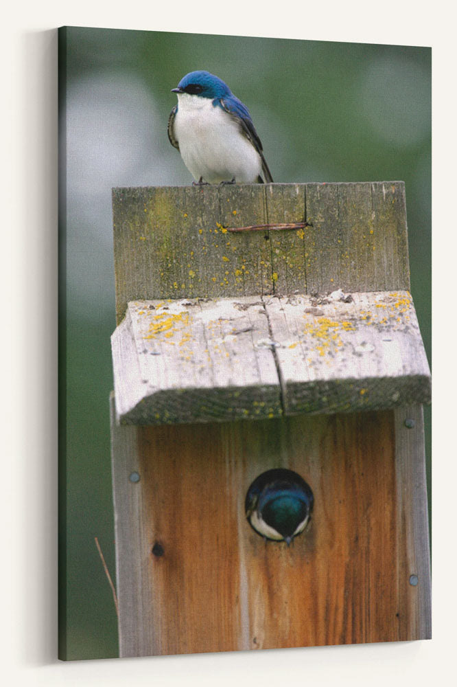 Tree Swallows and birdhouse, Turnbull National Wildlife Refuge, Washington