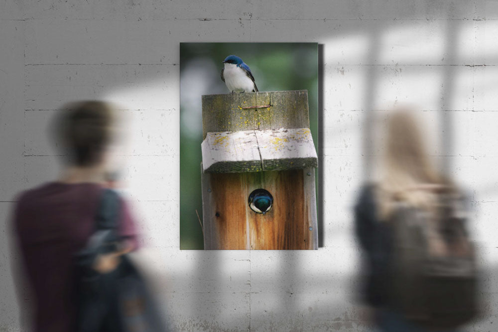 Tree Swallows and birdhouse, Turnbull National Wildlife Refuge, Washington